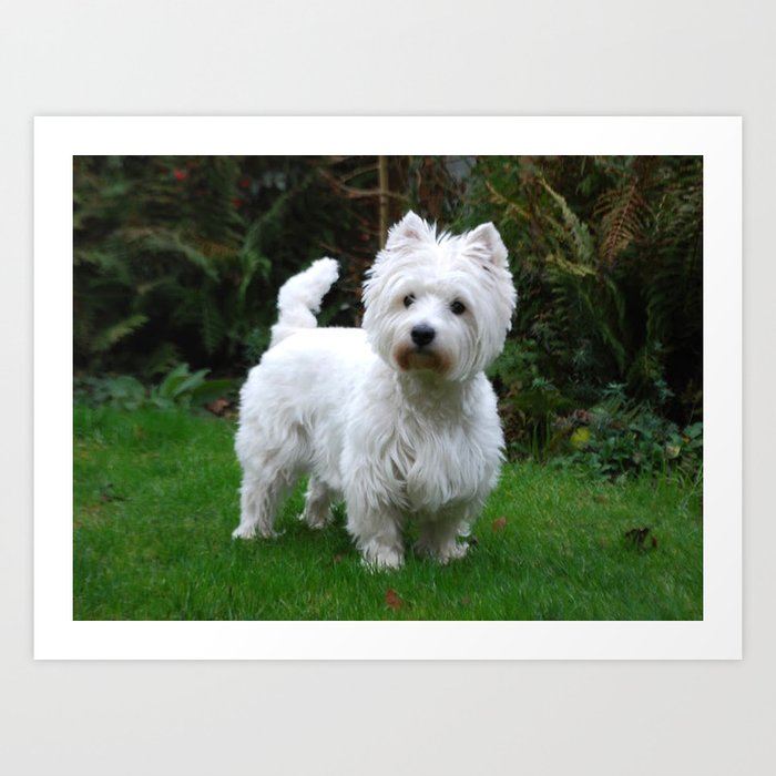 Westie in the garden Art Print