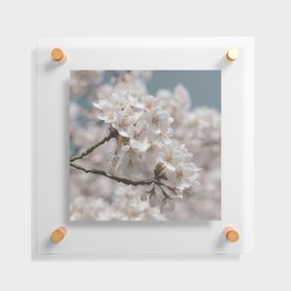 Vintage cherry blossom art print- japanes sakura flowers - nature and travel photography Floating Acrylic Print