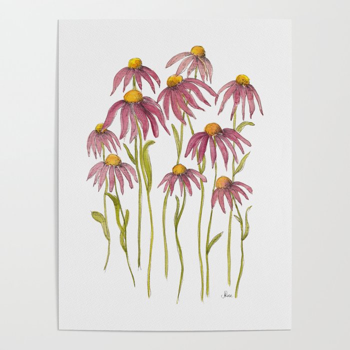 Wild Echinacea Blooms Poster