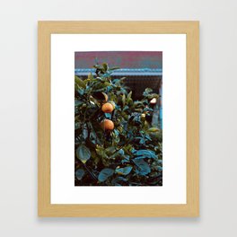 Oranges in the Courtyard Framed Art Print