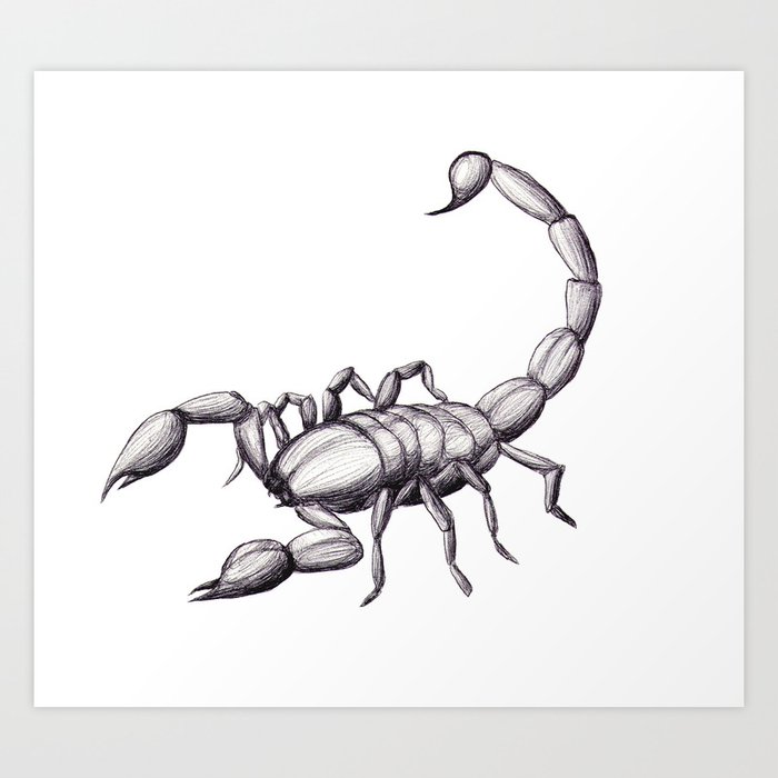 Scorpion Art Print 