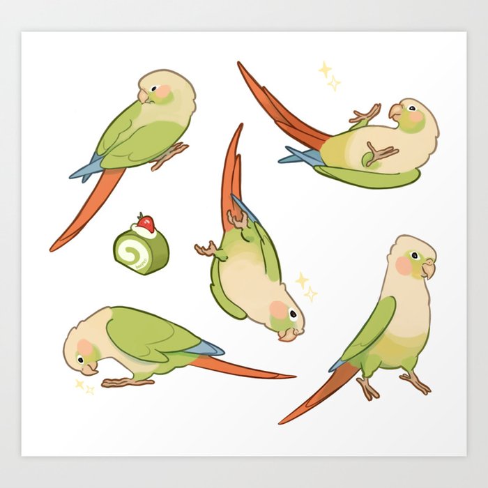 Green cheek conure deals
