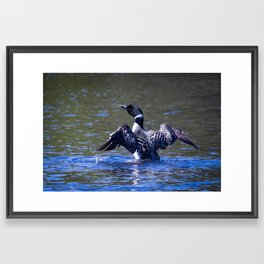 Loon Splashing on the Lake at Voyageurs National Park in Minnesota Framed Art Print
