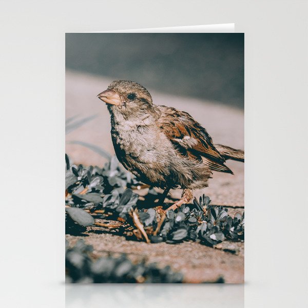 Summer Sparrow. Bird Photograph Stationery Cards