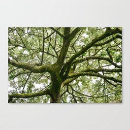 Old Growth Canvas Print