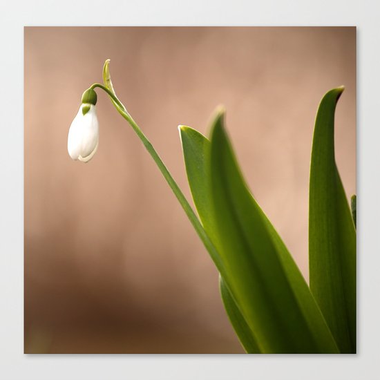 Spring Flower Snowdrop Canvas Print