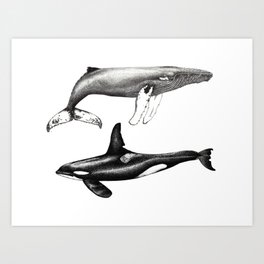 Orca killer whale and humpback whale Art Print