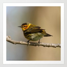 Cape May Warbler Art Print