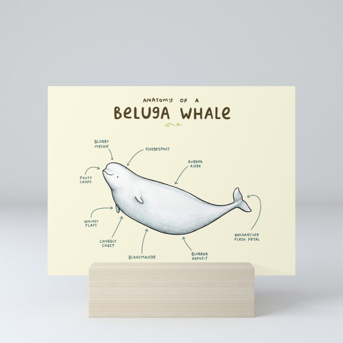 Anatomy of a Beluga Whale Mini Art Print by Sophie Corrigan | Society6
