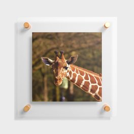 South Africa Photography - A Curious Girrafe Floating Acrylic Print