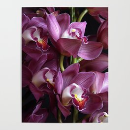Blooming Orchid Poster