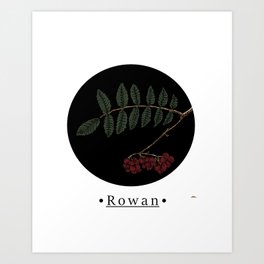 Rowan Tree (Color) Art Print