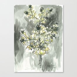 Holly of the Sea Canvas Print