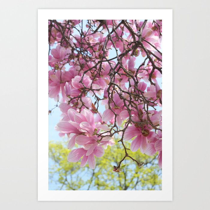 Cheery, bright magnolias Art Print