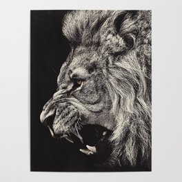 Angry Male Lion Poster