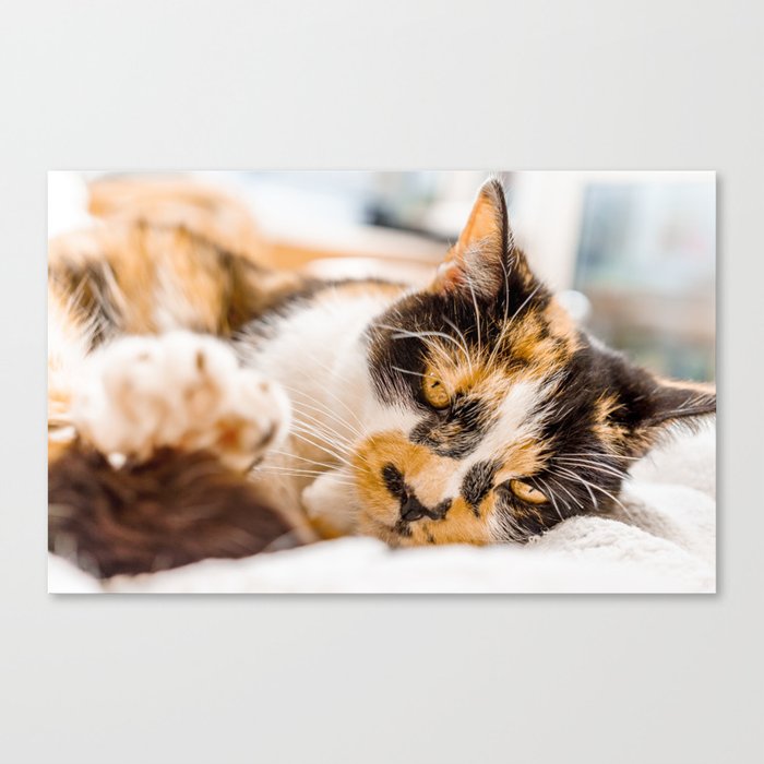 Glamour cat 2 Canvas Print