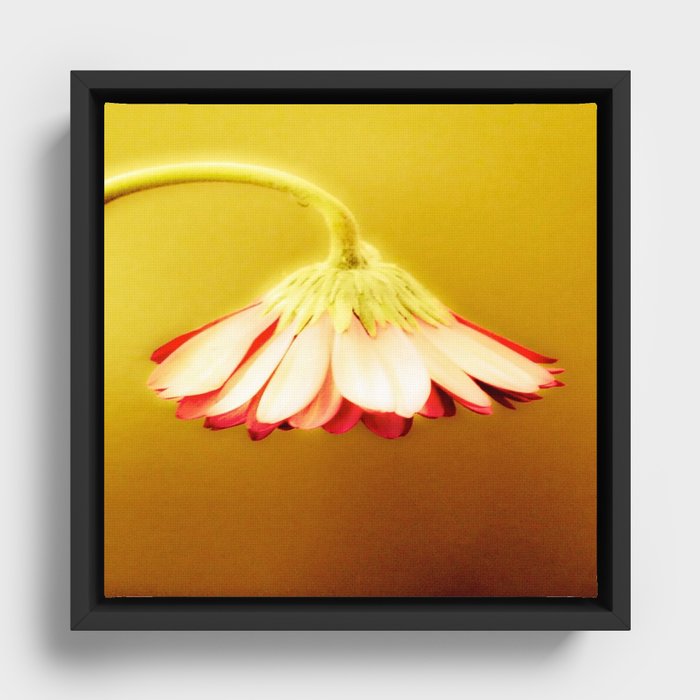 Glowing Yellow Drooping Flower | Nadia Bonello Framed Canvas