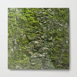 Green wall covered with moss and little plants Metal Print