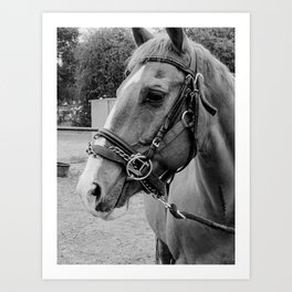 peek black and white horse Art Print