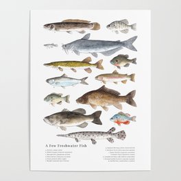 A Few Freshwater Fish Poster