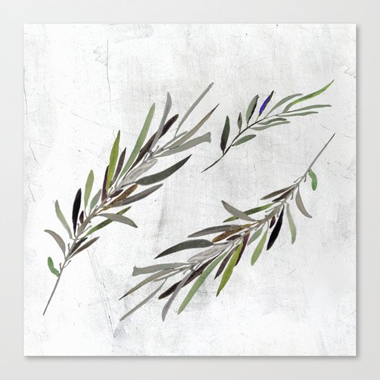 Eucalyptus Leaves White Canvas Print