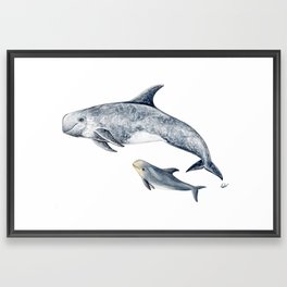 Risso´s Dolphin Framed Art Print