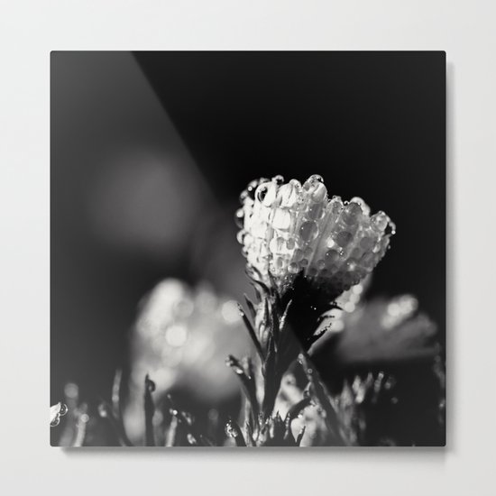 dew covered Metal Print