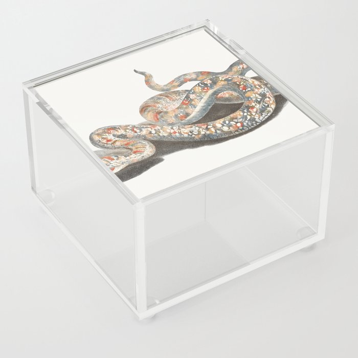 A Snake  Acrylic Box