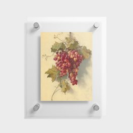 Grapes Against White Wall by Edwin Deakin Floating Acrylic Print