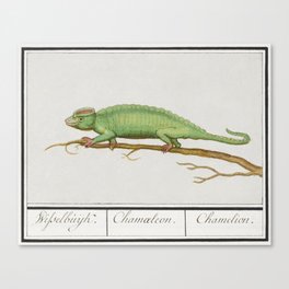 Chameleon, Chamaeleonidae Canvas Print