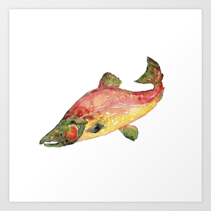 Buy Sockeye Salmon Art Print, Fly Fishing Gift Idea - Salmon