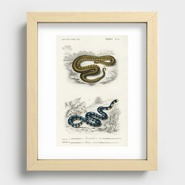 Elephant trunk snake (Acrochordus Javanicus) and Columbrine Sea Krait (Platurus Fasciatus) illustrat Recessed Framed Print