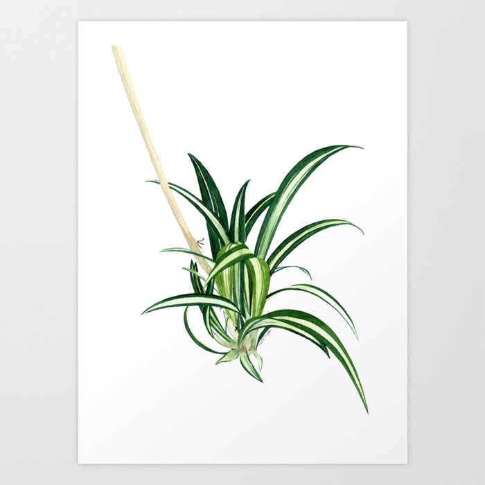 Bow plant watercolor Art Print