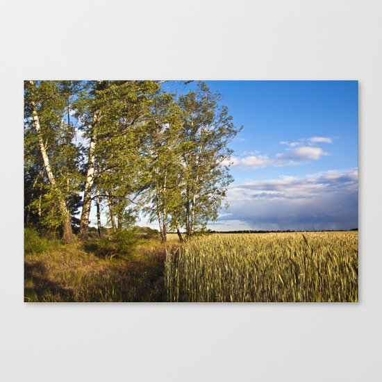Corn Field with Birch Trees Canvas Print