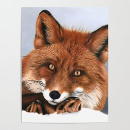 A Red Fox - Colored Pencil Drawing Poster