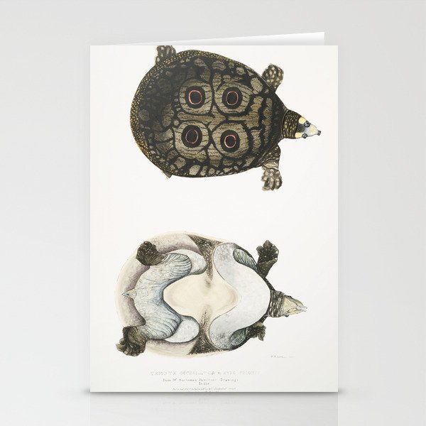 Eyed Trionyx (Tryonix ocellatus) Stationery Cards
