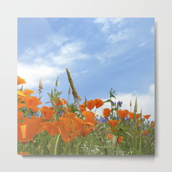 california poppy VII Metal Print