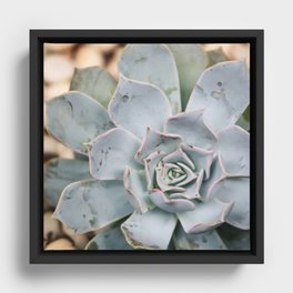 Mexico Photography - The Echeveria Lilacina Plant Framed Canvas