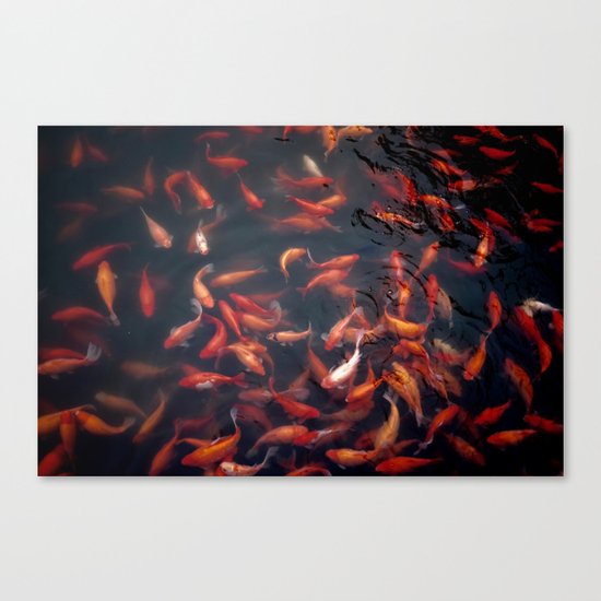 Koi Fish Canvas Print
