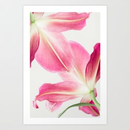 Pink Petals - Flower Photography, Botanical Art Print