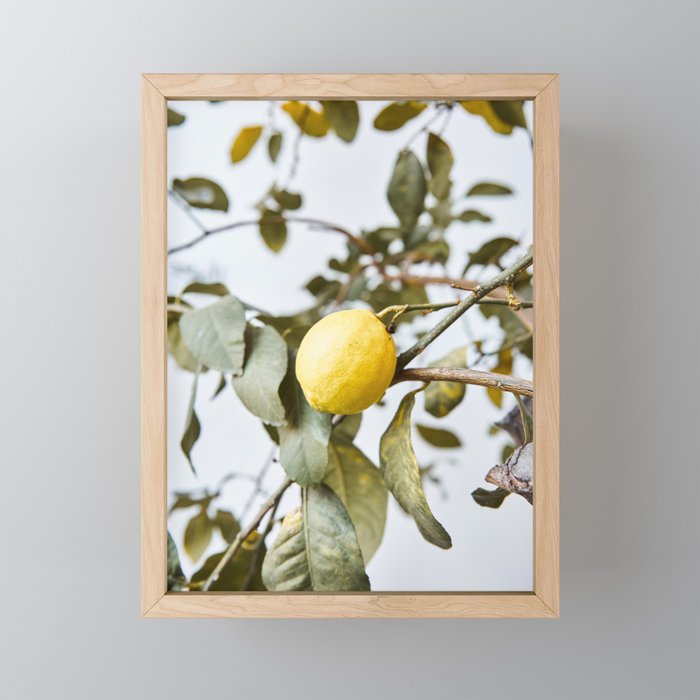Cute lemon tree in spring | Nature photography art print | Travel photography Spain Framed Mini Art Print