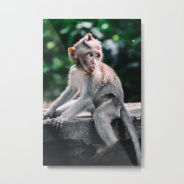 Cheeky baby monkey | Bali | Travel photography Metal Print | Wanderlust, Outdoors, Forest, Street, Adventure, Indonesia, Bali, Animal, Mountain, Trees 