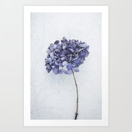 Dried Blue Hydrangea Art Print