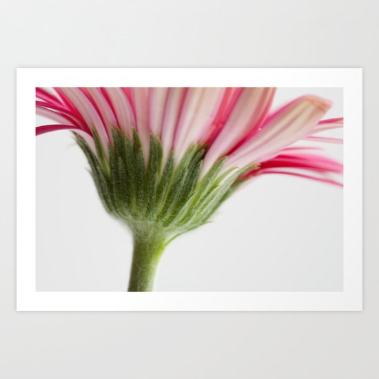 Gerbera Art Print