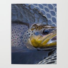 Brown Trout Print Poster