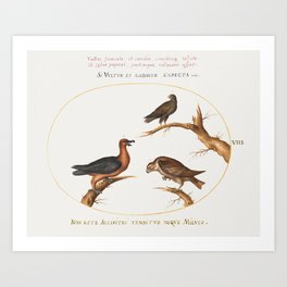 Bearded Vulture with Two Birds of Prey Art Print