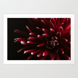 Flower photography - Dark Red Dahlia - Dramatic Floral Print Art Print