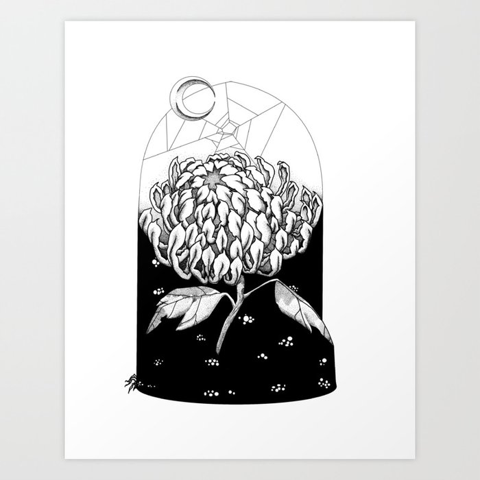 spider flower Art Print