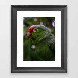 Amazon Green Parrot in Costa Rica Framed Art Print
