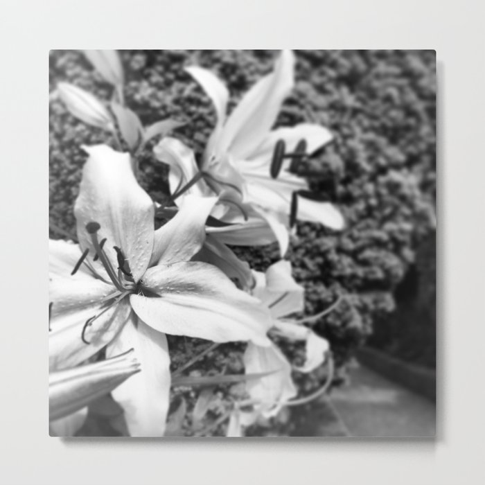white lilies Metal Print